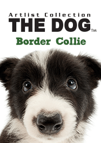 THE DOG Border Collie