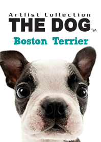 THE DOG Boston Terrier