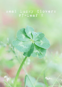 Real Lucky Clovers #7-Leaf 8