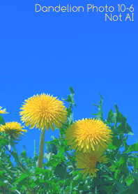 Dandelion Photo 10-6Not AI