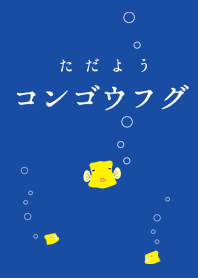ただようコンゴウフグ