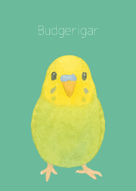 Cute Budgerigar on bluegreen