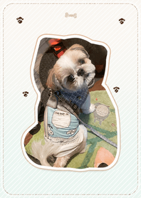 Shih Tzu [Kuga] Theme