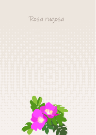 September's birth flower, Rosa rugosa