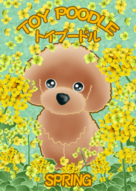 TOY POODLE TOY POODLE (in spring)