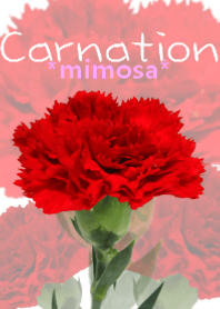 *Flower* Carnation #01-6