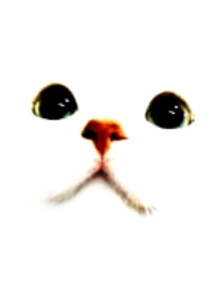 ねこがお