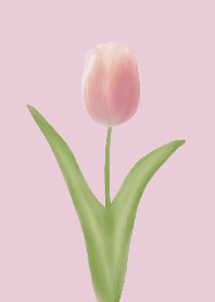 The Graceful Tulip-4