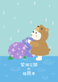 紫陽花開的梅雨季