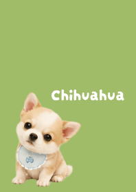 I love Chihuahuas03 moss green