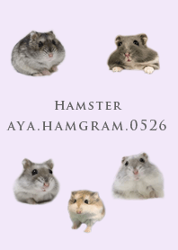Hamster aya.hamgram.0526