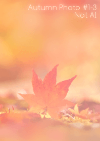 Autumn Photo #1-3 Not AI
