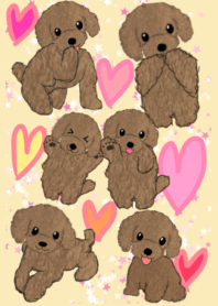 many toy poodles