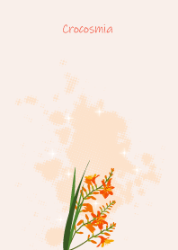 September's birth flower,Crocosmia