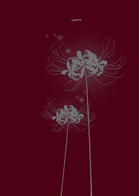Lycoris gray Background red