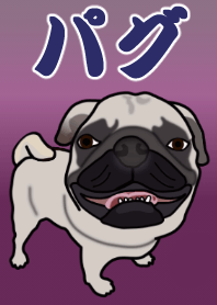 お茶目なパグ犬