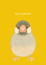 I am a Java sparrow on yellow