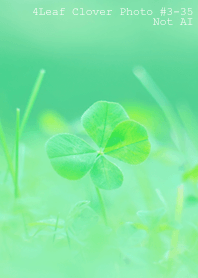 4leaf Clover Photo#3-35Not AI
