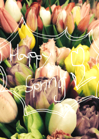 Tulip in happy spring