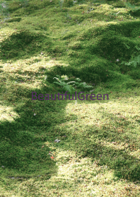 BeautifulGreen-moss 9