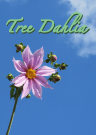 Tree Dahlia And Blue Sky (dull green)