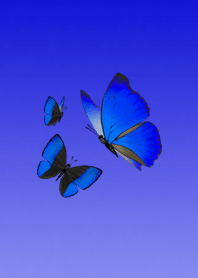 不思議な蝶々たち