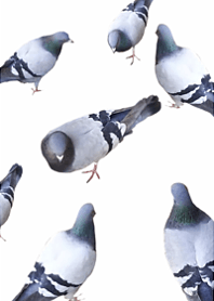 Pigeons everywhere17.