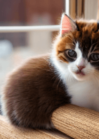 Nyanko Great Runaway #MYWX010.