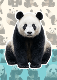 真実熊貓 米藍色