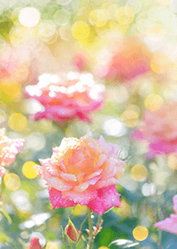 Beautiful rose flower(R2524)