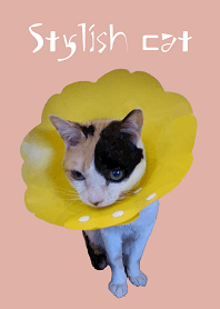 Stylish cat
