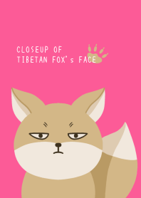 CLOSEUP OF TIBETAN FOX's FACEj-HOT PINK