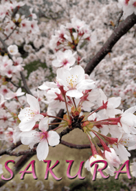 sakura sakura sakura