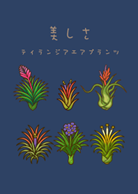 我養的空氣鳳梨開花期(午夜藍)