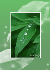 Leaf drop