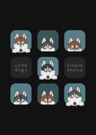 DOGS - Siberian husky - CLASSY BLUE