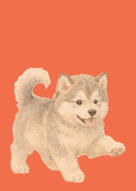 Alaskan Malamute puppy red & yellow