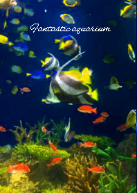 fantastic aquarium!!