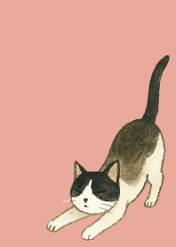 tuxedo cat04 on pink & blue