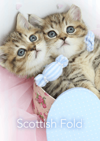 ハートとスコテッシュフォールド