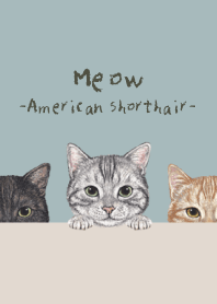 Meow ! - American Shorthair - BLUE GRAY