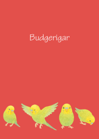 Cute Budgerigar2 on red