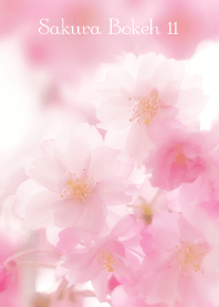 SakuraBokeh 11