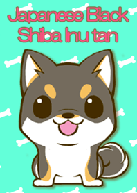 Japanese Black Shiba Inu tan