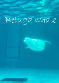 beluga whale!!