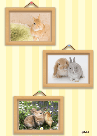 Daily life of a baby rabbit