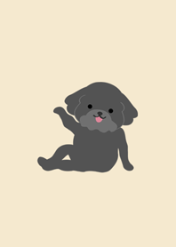 慵懶黑色貴賓犬