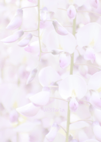 Wisteria flower Theme ver.Japan