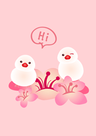 花花世界白文鳥