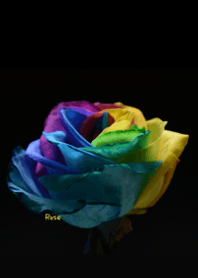 Rainbow rose Theme 4